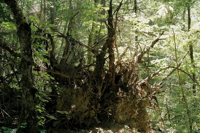 Marvel fo Nature / ROCKS / DISCOVER NO.5 / 2005